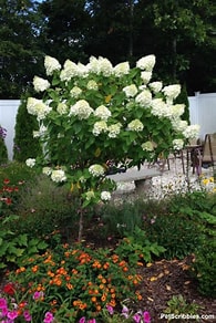 HYDRANGEA PAN. `LIMELIGHT PRIME` - TREE - In Store Pickup