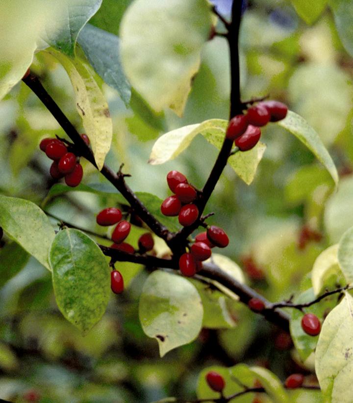 SPICE BUSH (LINDERA BENZOIN) - In Store Pickup