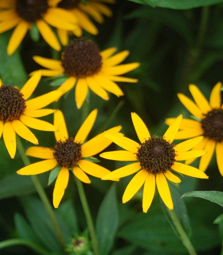 BLACK EYED SUSAN (RUDBECKIA FULGIDA var. SULLIVANTII) `LITTLE GOLDSTAR' - In Store Pickup