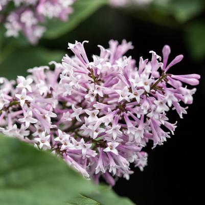 LILAC  (SYRINGA X ) `LITTLE LADY' ('JEFLADY')` - In Store Pickup