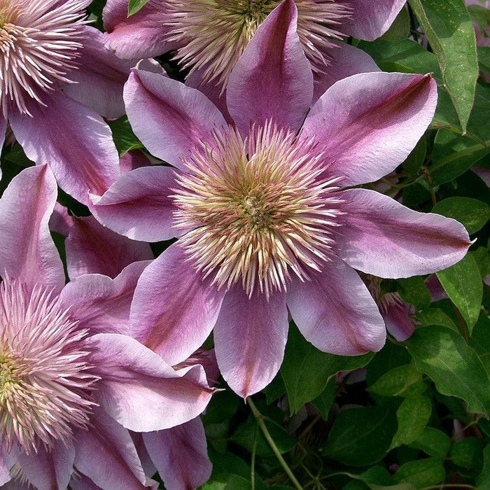 Josephine™ Clematis - Shipped