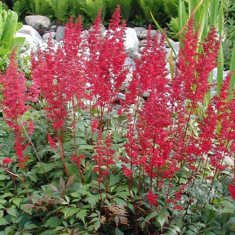 Fanal Astilbe - Shipped