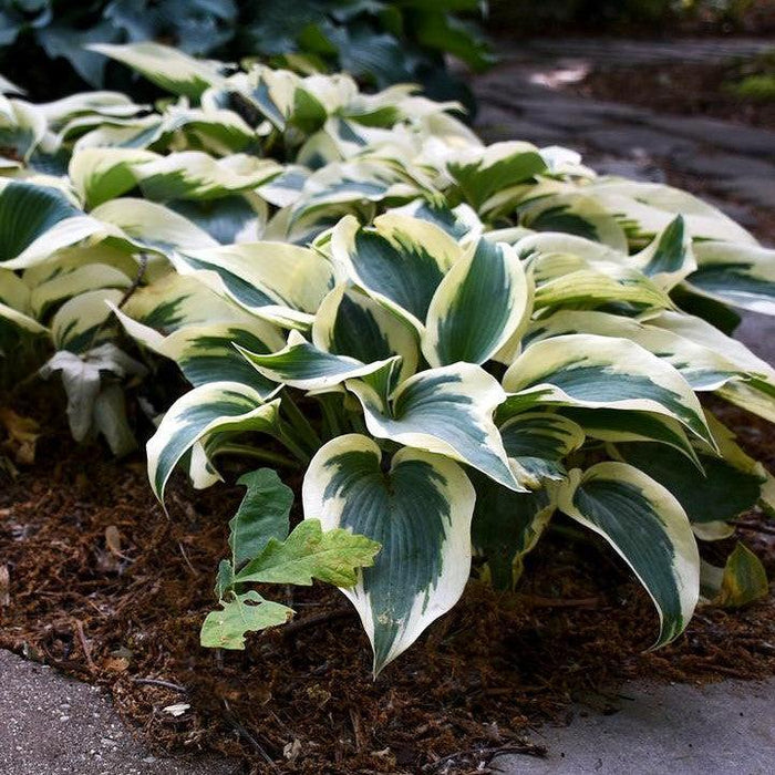 Hosta 'Blue Ivory'  - Blue Ivory Hosta - Shipped