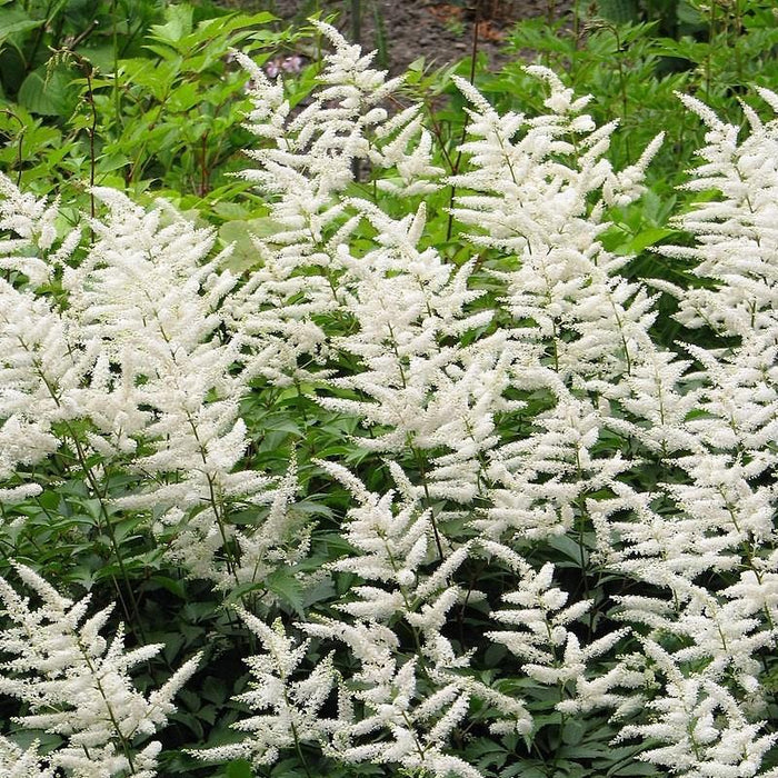 Astilbe japonica 'Deutschland'  - Deutschland Japanese Astilbe - Shipped
