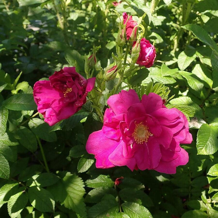 Purple Pavement Rugosa Rose - Shipped