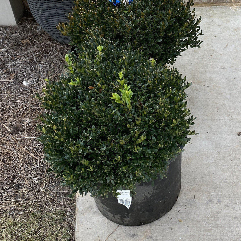 Green Velvet Boxwood - Shipped