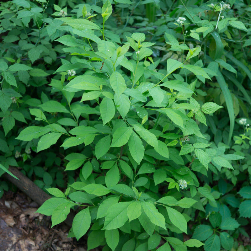 Spice Bush - Shipped