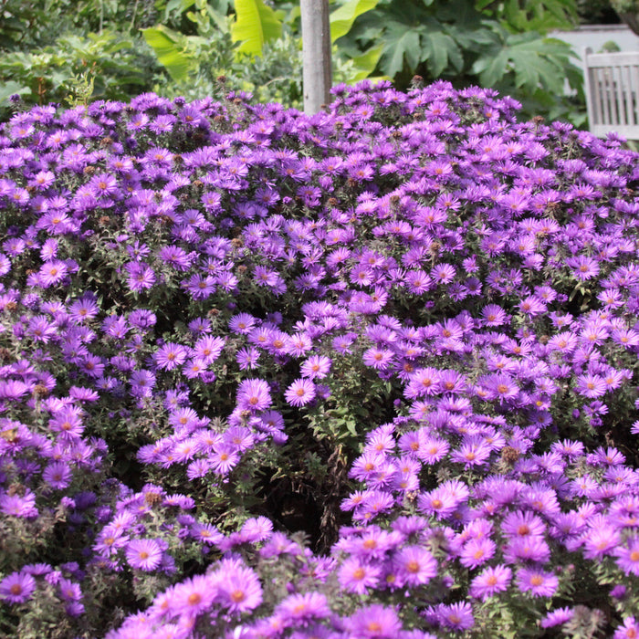 Aster nov-ang. 'Purple Dome'  - Purple Dome New England Aster - Shipped