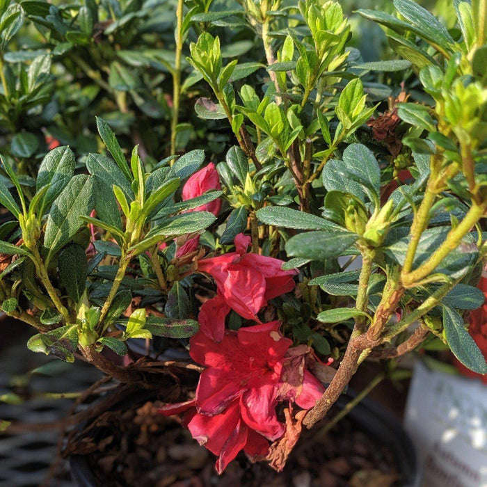 Rhododendron ‘Robleza’  - Encore® Autumn Bonfire™ Azalea - Shipped