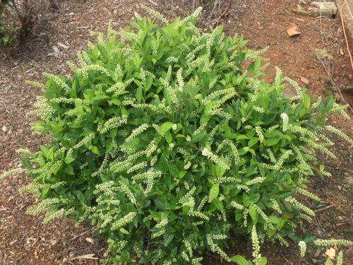 VIRGINIA SWEETSPRIRE (ITEA VIRGINICA) `LOVE CHILD` - In Store Pickup