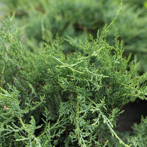 Grey Owl Juniper - Shipped
