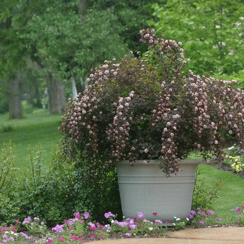 Summer Wine® Ninebark - Shipped