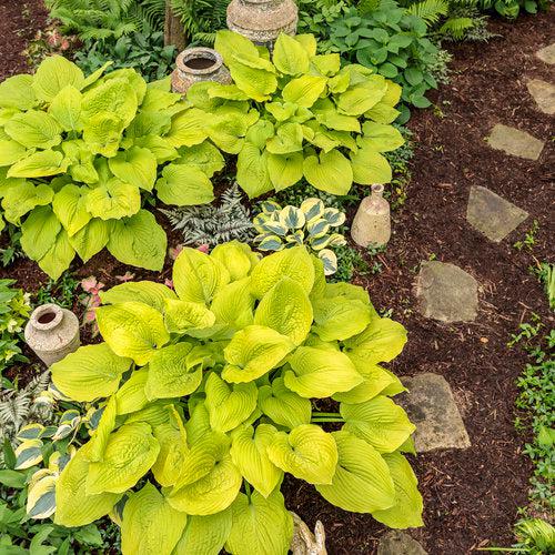 Hosta 'Coast To Coast' PP26,469  - PW® Shadowland® Coast To Coast Hosta - Shipped