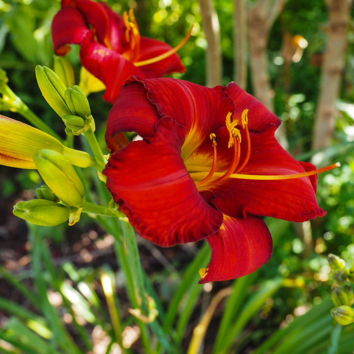 Hemerocallis 'Chicago Apache'  - Chicago Apache Daylily - Shipped