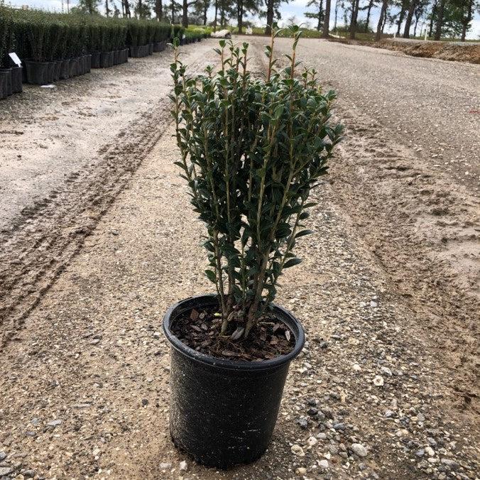 Ilex crenata 'Sky Pencil'  - Sky Pencil Japanese Holly - Shipped