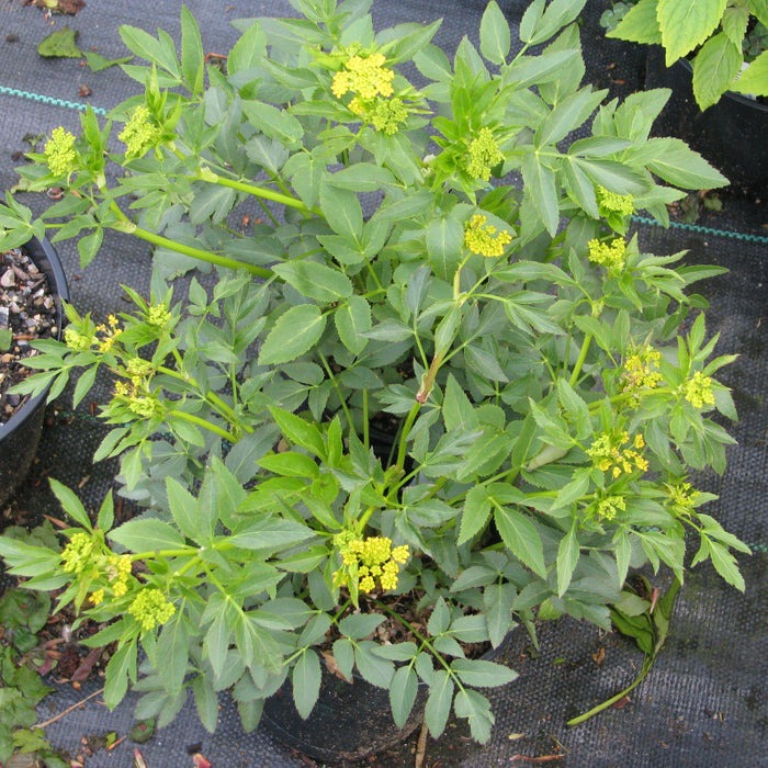 Zizia aurea  - Golden Alexander - Shipped