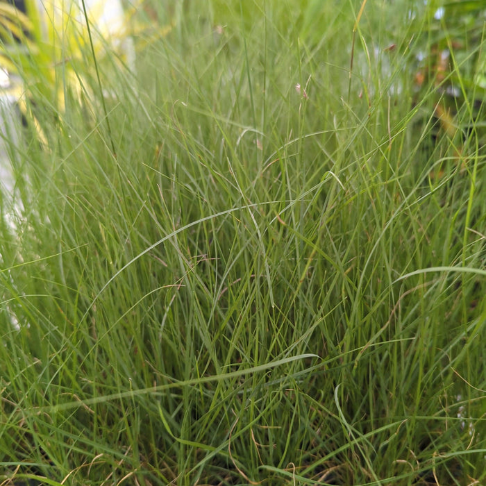 Bouteloua gracilis  - Blue Grama, Mosquito Grass - Shipped