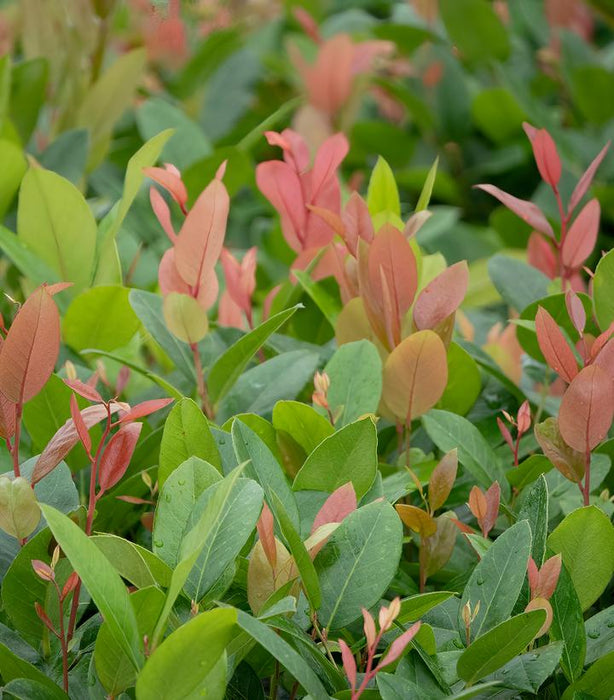 LEUCOTHOE AXILLARIS `LUCKY LEU®` - IN STORE PICKUP