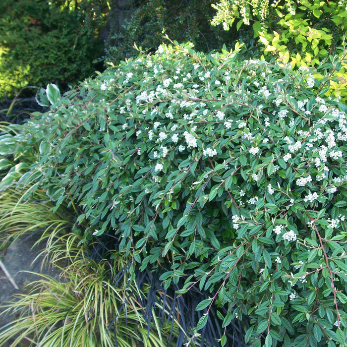Cotoneaster sal. 'Repandens'  - Willowleaf Cotoneaster - Shipped