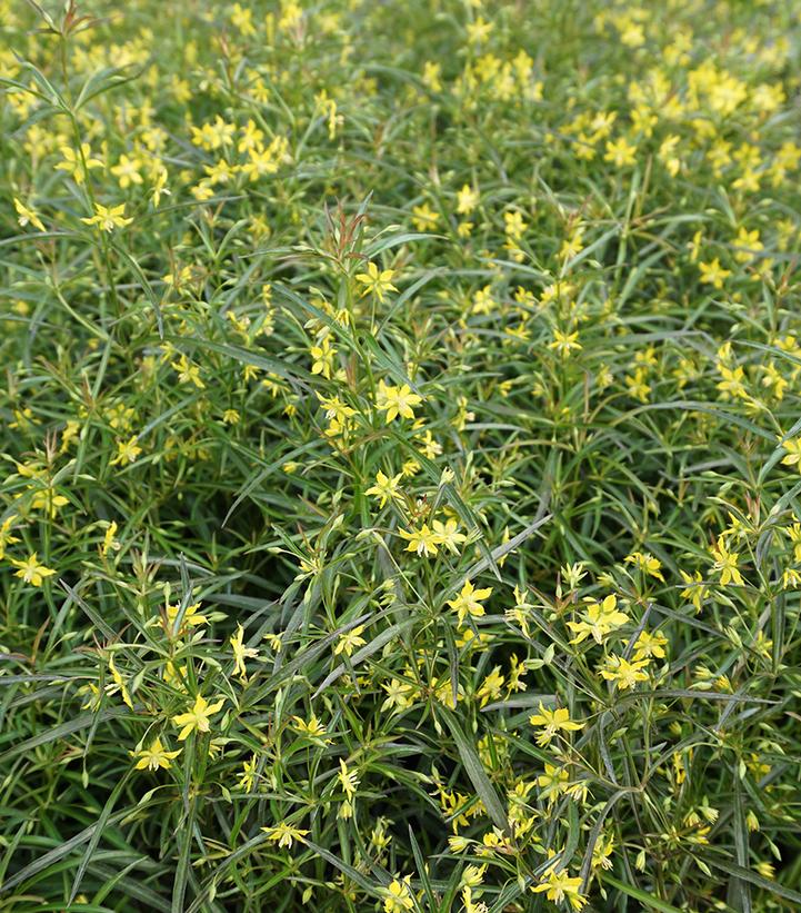 LANCE-LEAVED LOOSESTRIFE (LYSIMACHIA LANCEOLATA) 'BURGUNDY MIST' - In Store Pickup