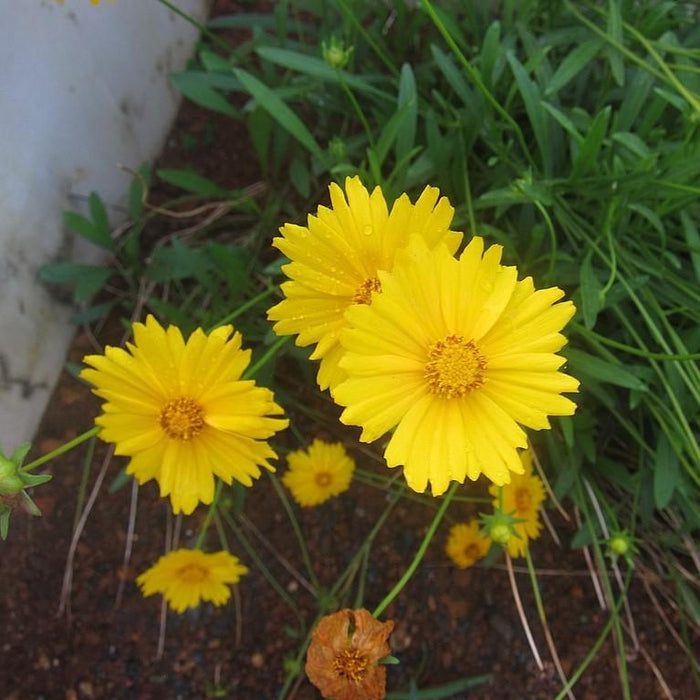 Coreopsis lanceolata  - Lanceleaf Coreopsis - Shipped