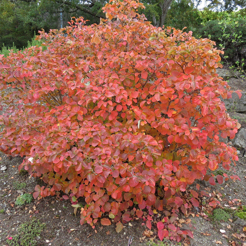 Fothergilla - Shipped