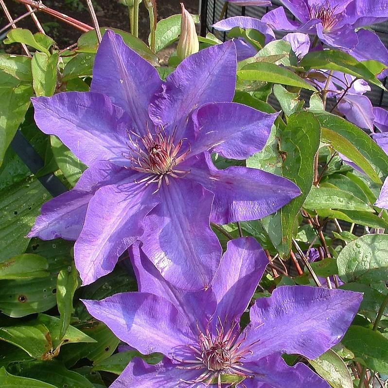 The President Clematis - Shipped