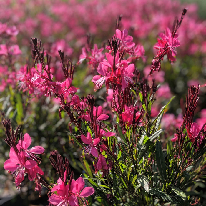 Gaura lindheimeri 'Kleau 04263'  - Belleza™ Dark Pink Gaura - Shipped