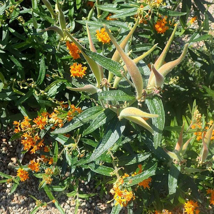 Asclepias tuberosa  - Butterfly Weed - Shipped