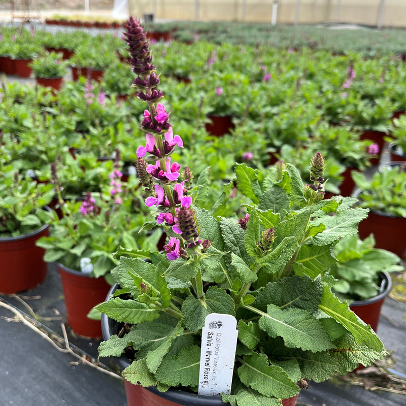 Rose Marvel Meadow Sage - Shipped