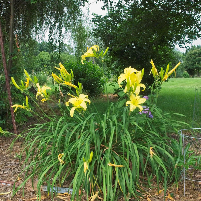 Hemerocallis 'Hyperion'  - Hyperion Daylily - Shipped