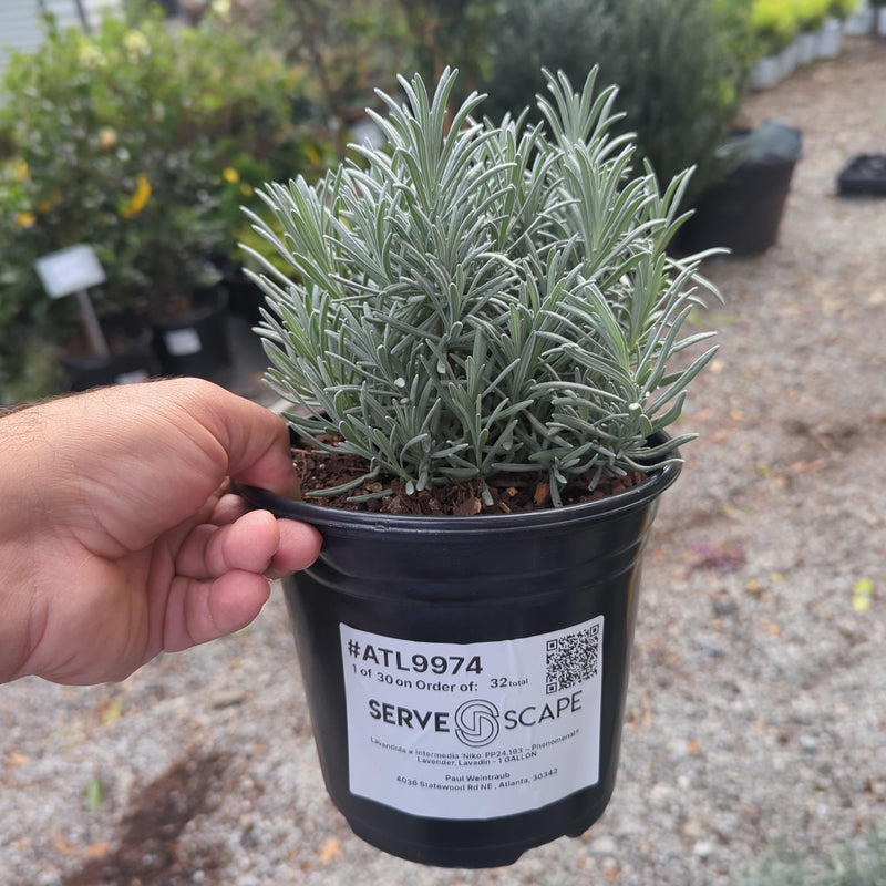 Phenomenal® Lavender, Lavadin - Shipped
