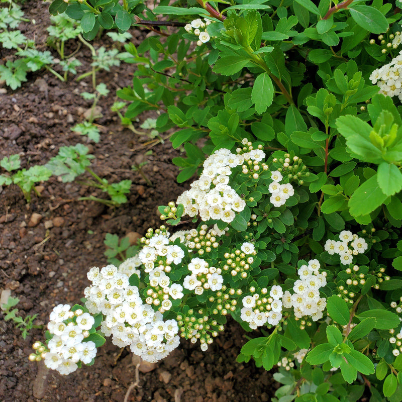 Snowmound Spirea - Shipped