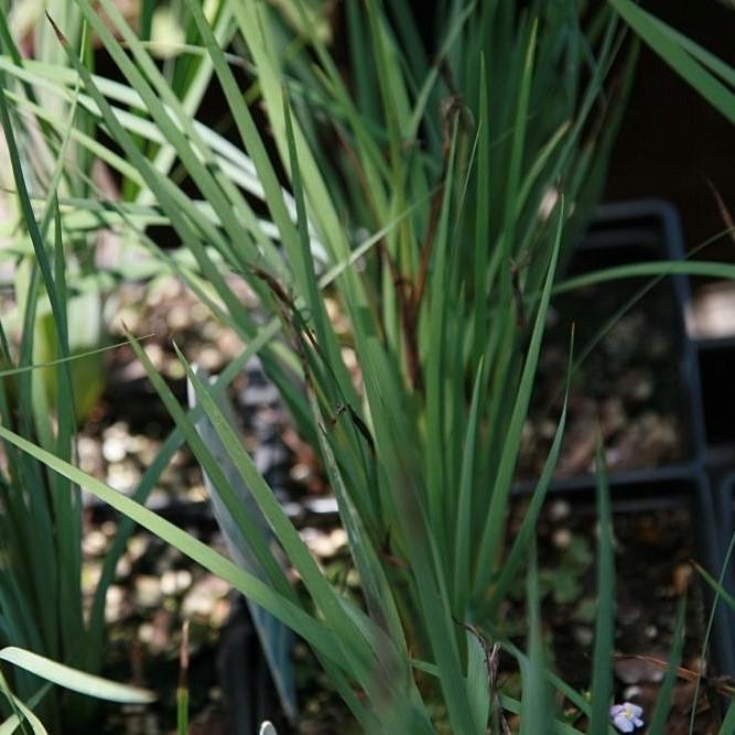 Lucerne Blue-Eyed Grass - Shipped