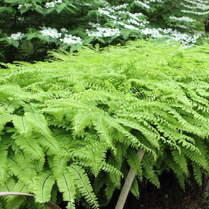 Adiantum pedatum  - Northern Maidenhair Fern - Shipped