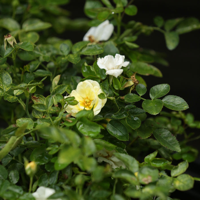 Rosa 'Novarospop' PP#24,773  - Popcorn Drift® Rose - Shipped