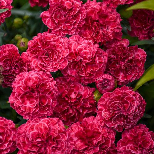 Fruit Punch® Raspberry Ruffles Dianthus - Shipped