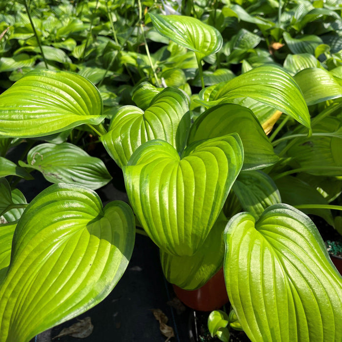 Hosta 'Guacamole'  - Guacamole Hosta - Shipped