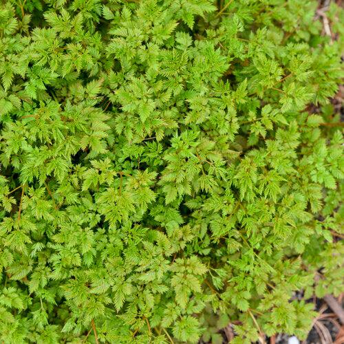 Aruncus 'Chantilly Lace'  - Chantilly Lace Goat's Beard - Shipped