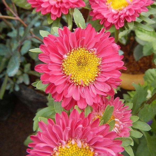 Aster novae-angliae 'Kickin Carmine Red' - ter novae-angliae 'Kickin Carmine Red'~ Kickin® Carmine Red New England Aster - Shipped