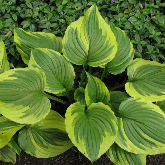 Hosta f. 'Aureomarginata'  - Aureomarginata Hosta - Shipped