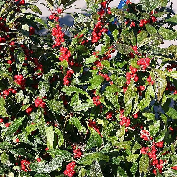 Winter Red Winterberry - Shipped