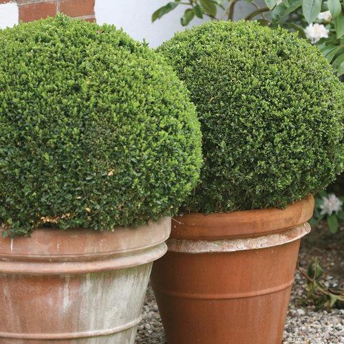 Sprinter® Boxwood - Shipped