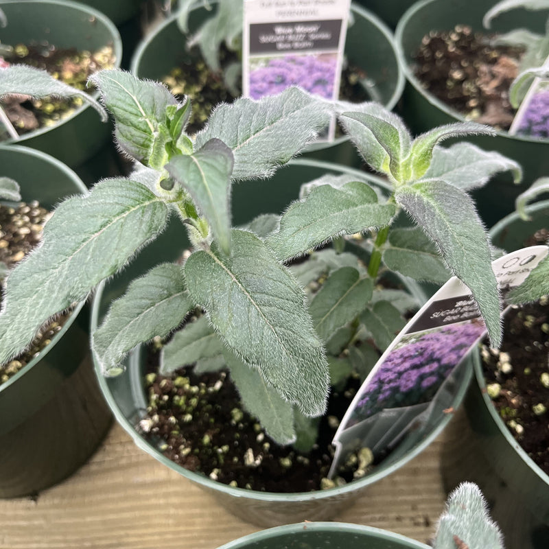 Blue Moon Woodland Phlox - Shipped