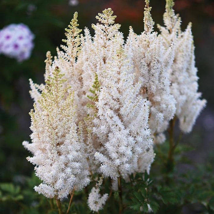 Astilbe chinensis 'You and Me Together'  - You And Me Together Astilbe - Shipped