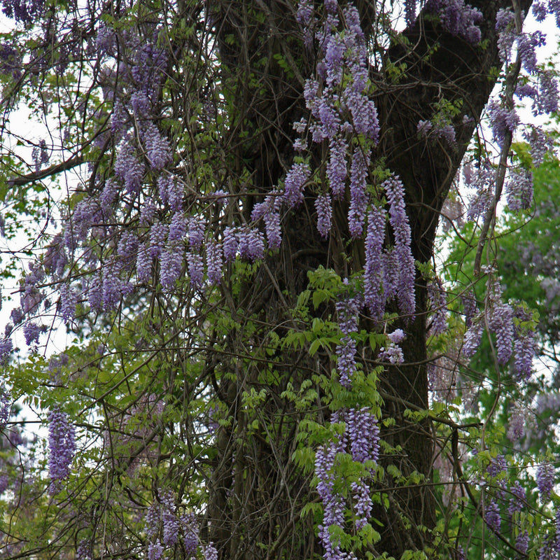 Amethyst Falls Wisteria - Shipped