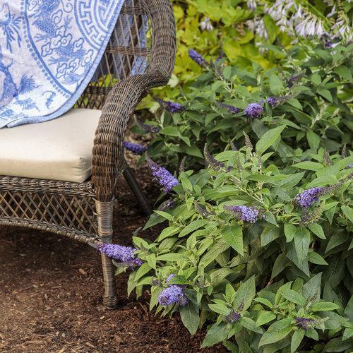 Buddleia davidii 'SMNBDBT' PP#28,794  - Pugster Blue® Dwarf Butterfly Bush - Shipped