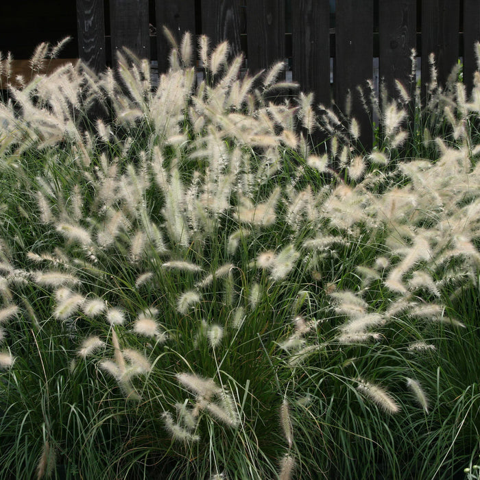 Pennisetum alopecuroides  - Fountain Grass - Shipped