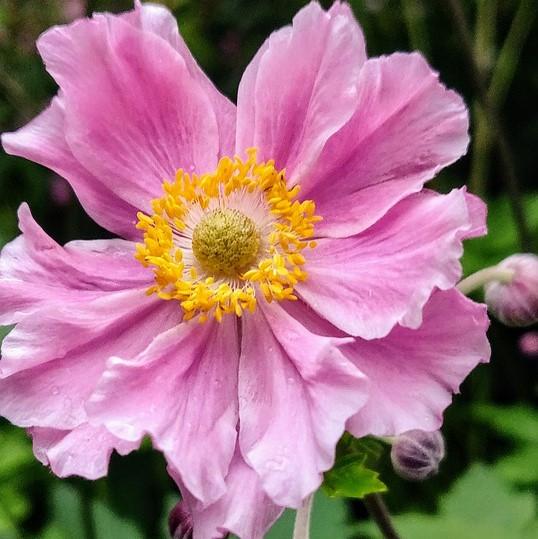 Anemone hupehensis 'Pocahontas'  - Fantasy™ Pocahontas Anemone - Shipped