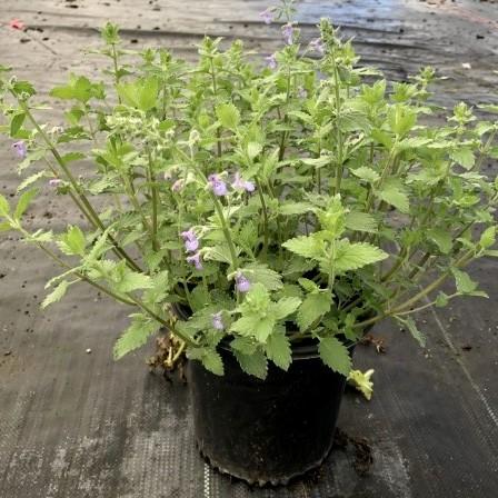 Junior Walker™  Catmint - Shipped